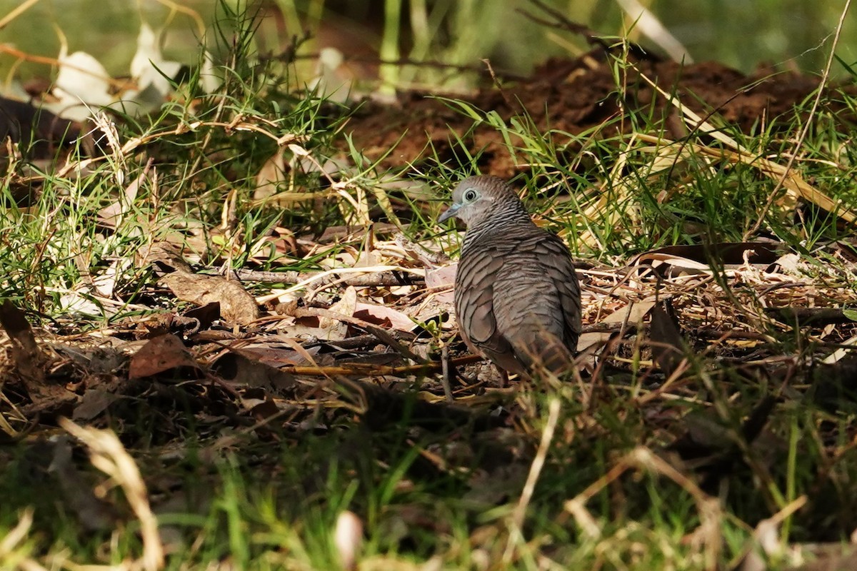 Peaceful Dove - ML598343841