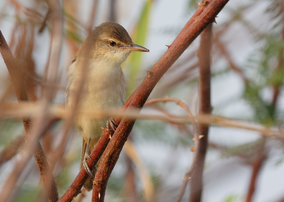 Great/Oriental/Clamorous Reed Warbler - ML598343851