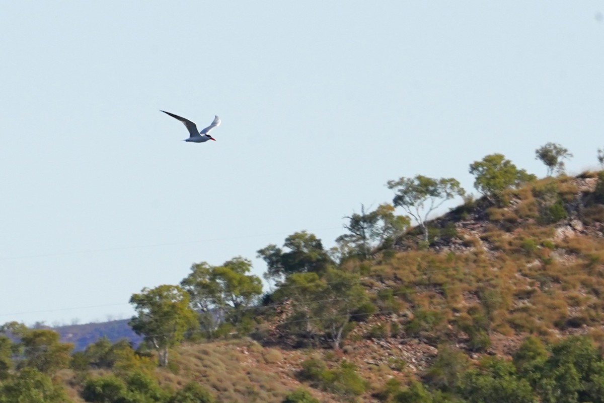 Caspian Tern - ML598343941