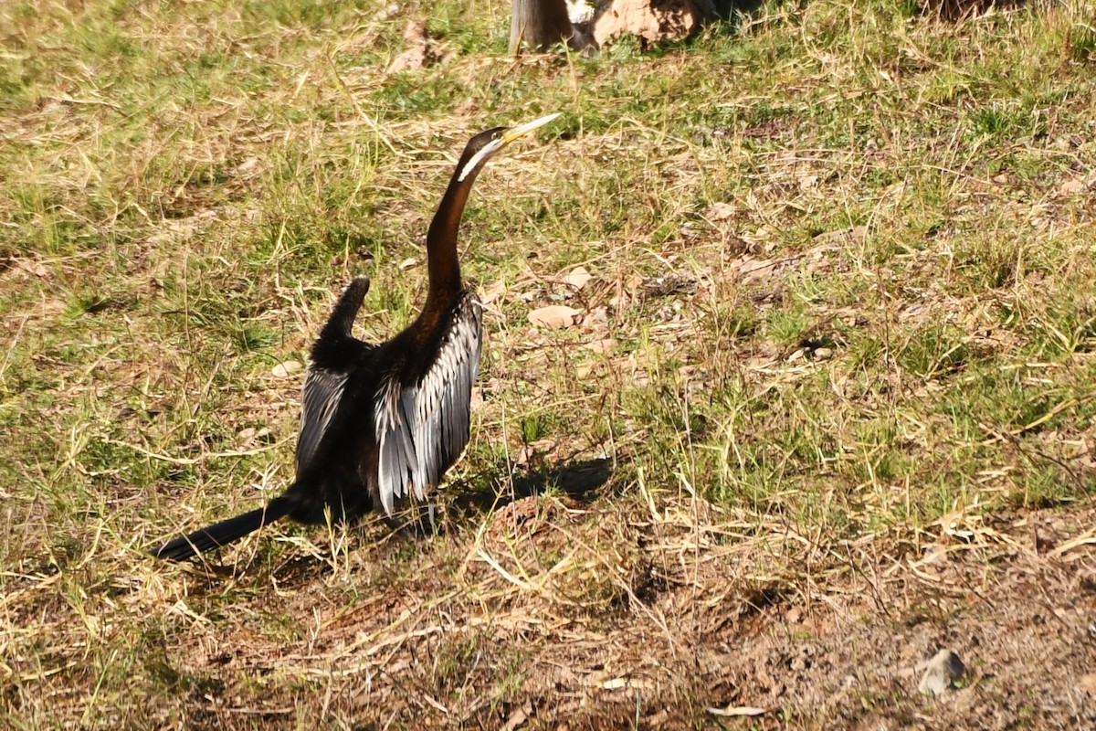 Anhinga d'Australie - ML598343961