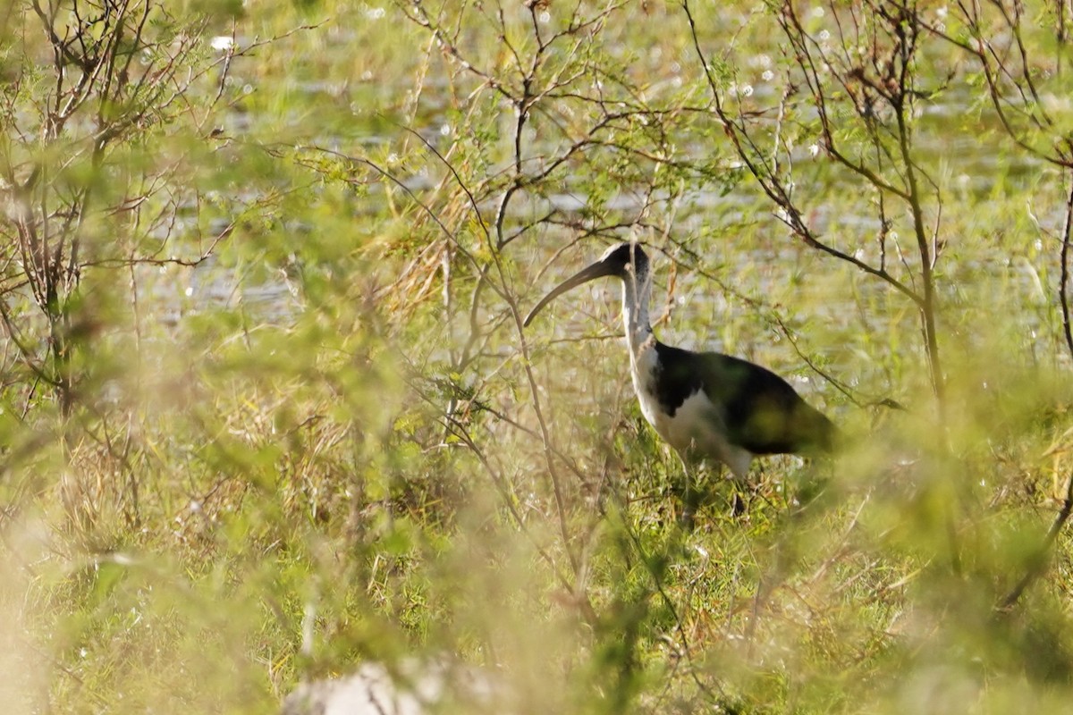 ibis slámokrký - ML598344151