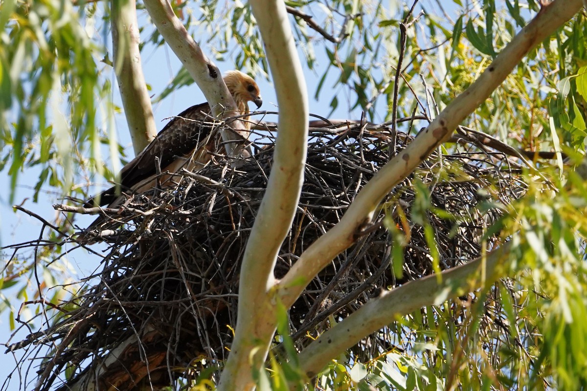 Whistling Kite - ML598344191