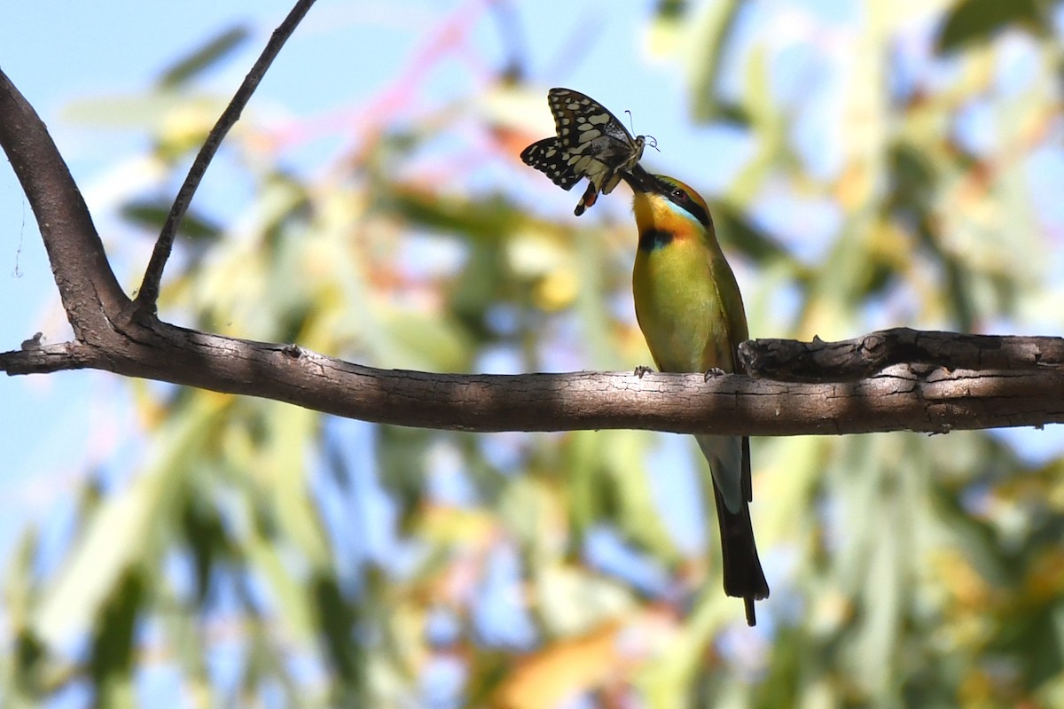 Rainbow Bee-eater - ML598344231