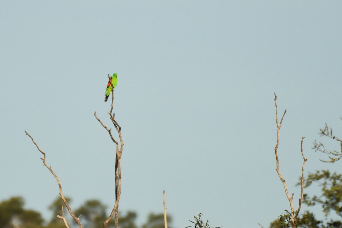 Red-winged Parrot - ML598344241