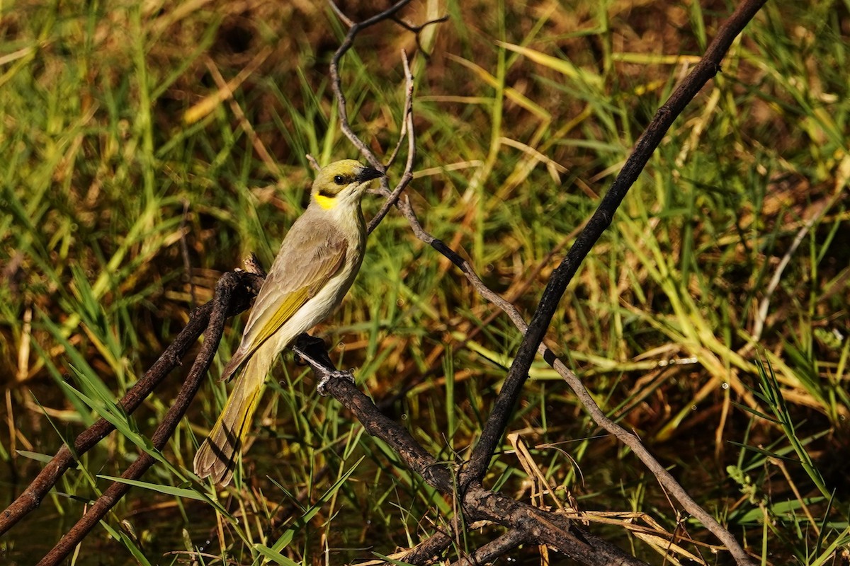 Gray-fronted Honeyeater - ML598344361