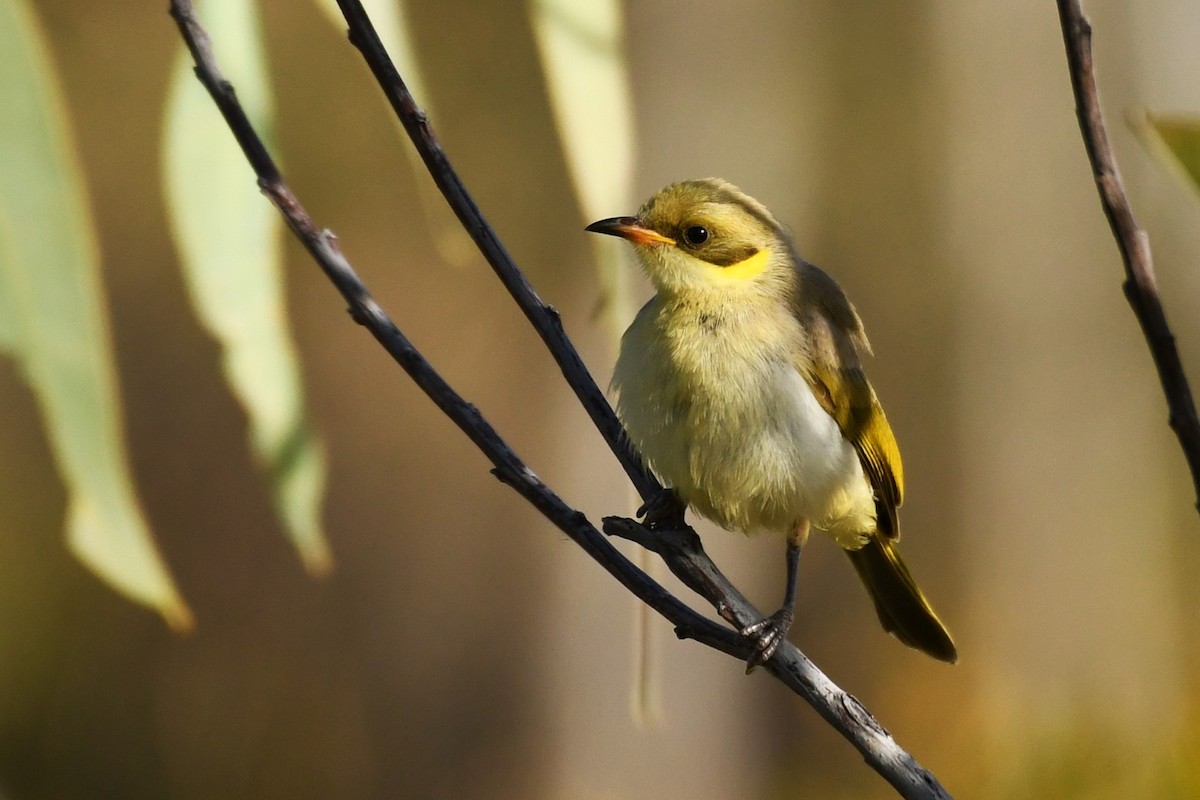 Gray-fronted Honeyeater - Trevor Ross