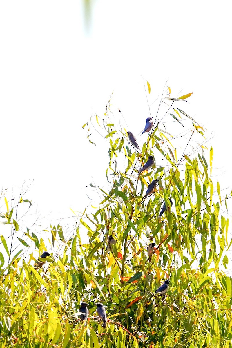 Masked Woodswallow - Trevor Ross