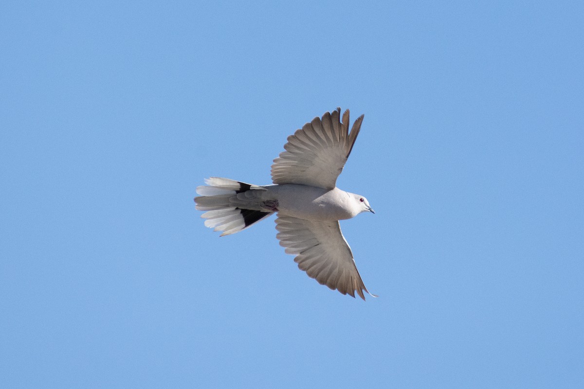 Eurasian Collared-Dove - Alex Yeghikian