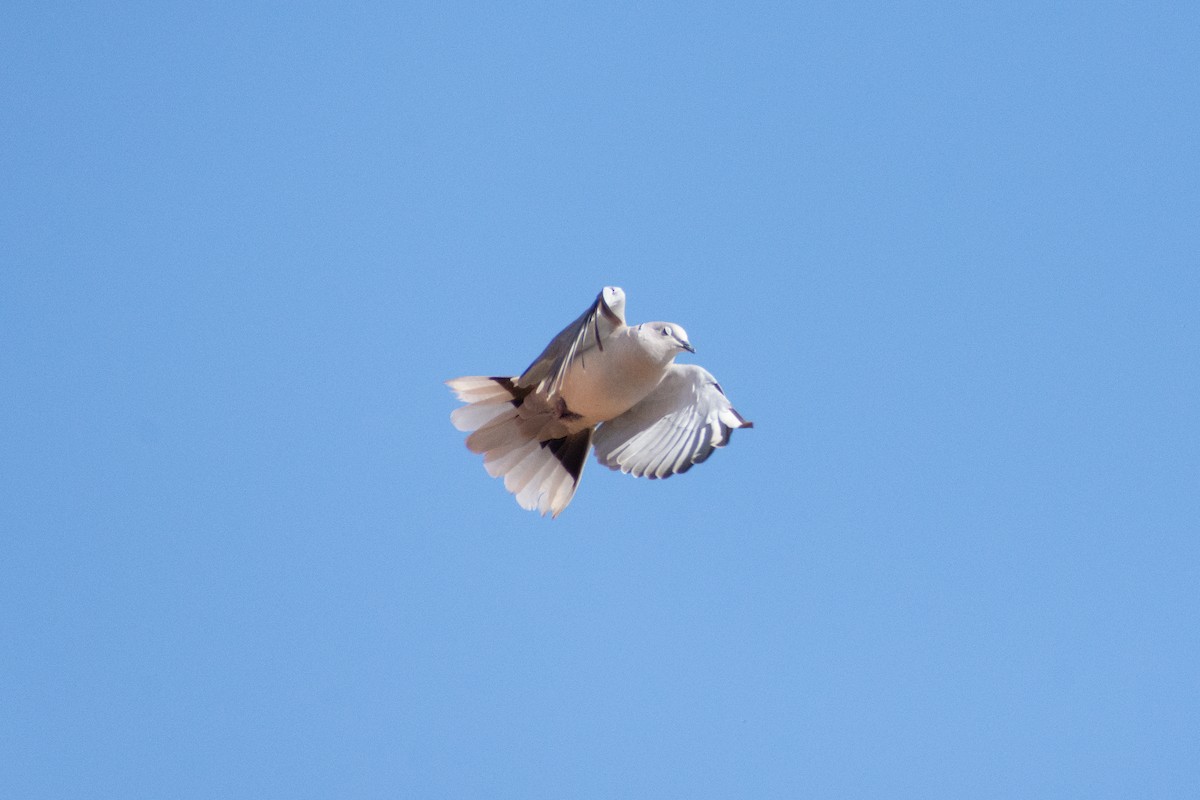 Eurasian Collared-Dove - ML598345551