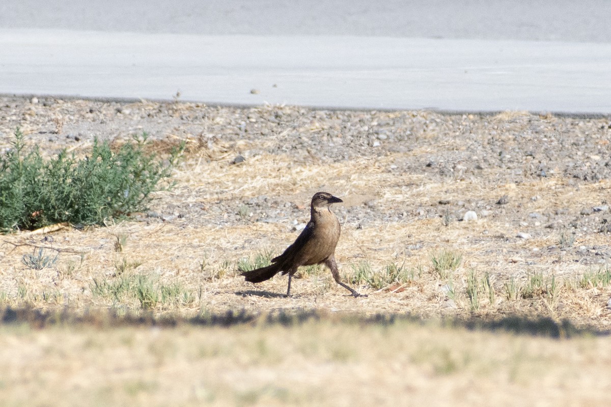 Great-tailed Grackle - ML598345561