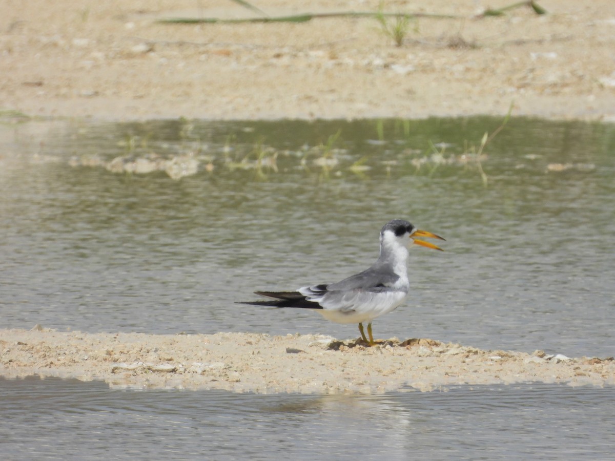 Large-billed Tern - ML598345851