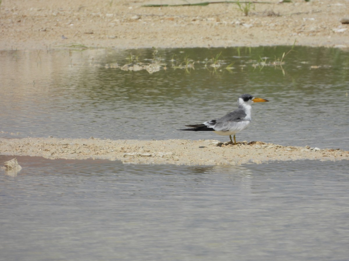 Large-billed Tern - Nick Komar