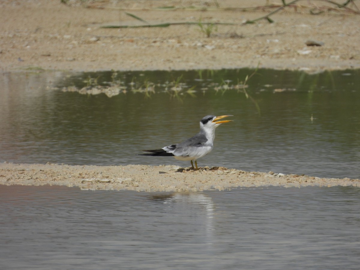 Large-billed Tern - ML598345871