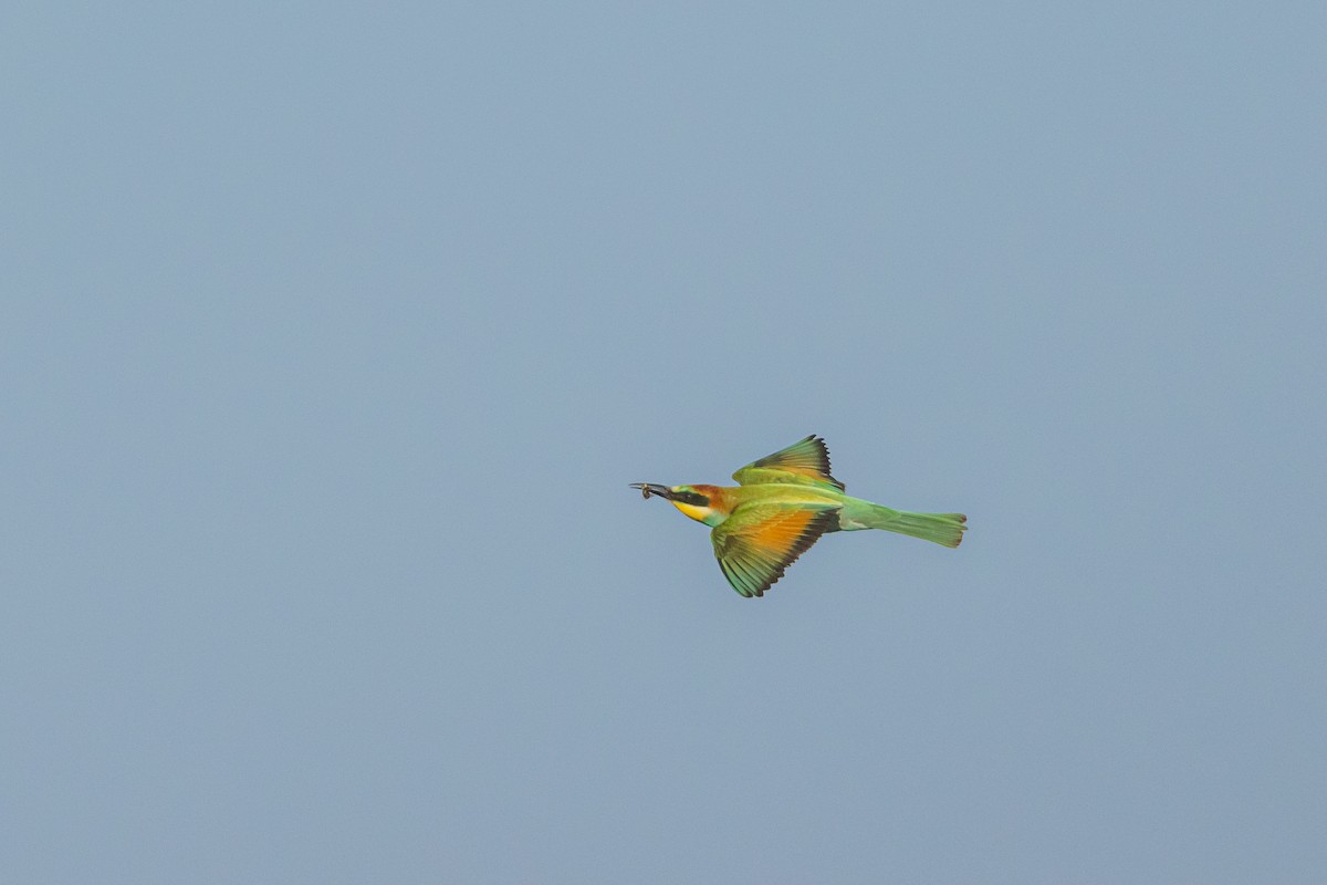 European Bee-eater - ML598346351