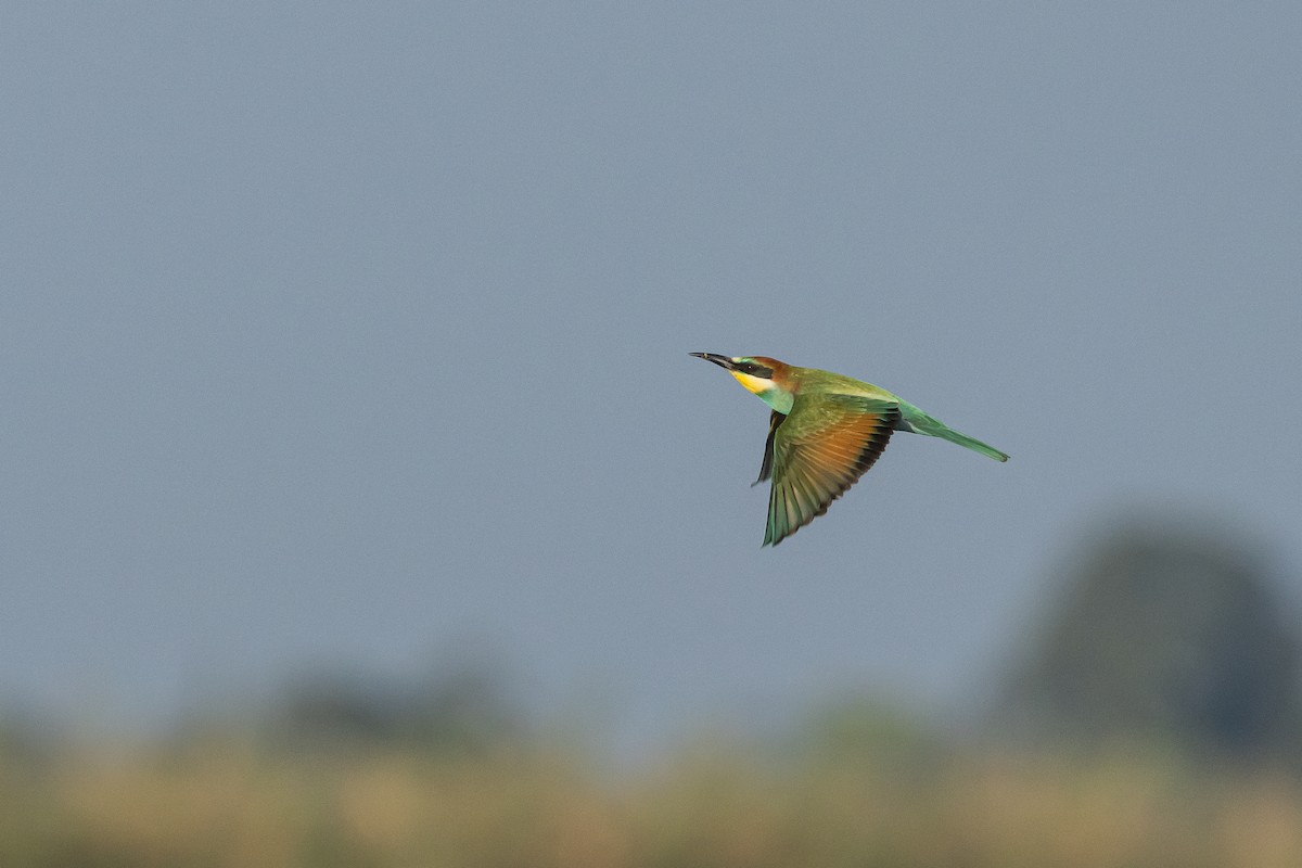 European Bee-eater - ML598346361