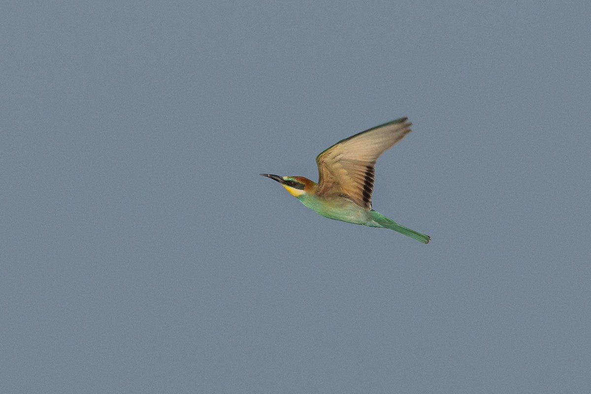 European Bee-eater - ML598346371