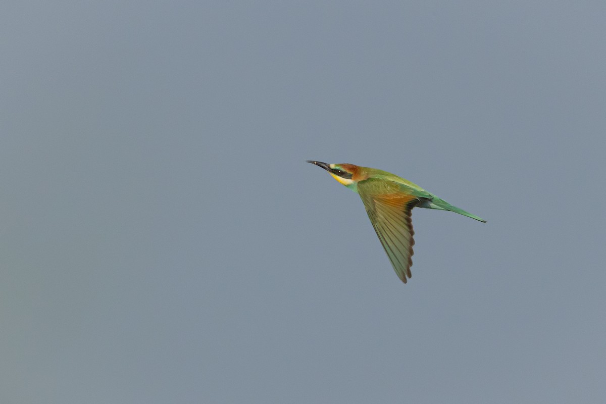 European Bee-eater - ML598346381