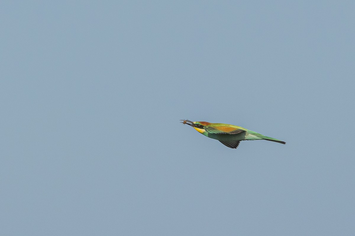 European Bee-eater - ML598346391