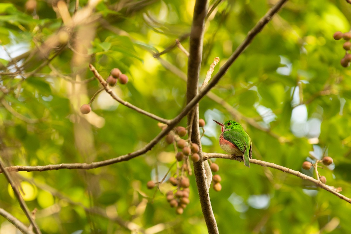 Broad-billed Tody - ML598346601