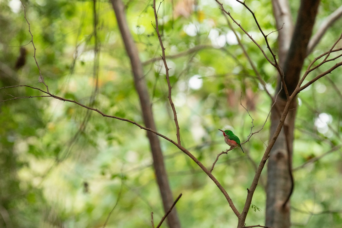 Broad-billed Tody - ML598346691