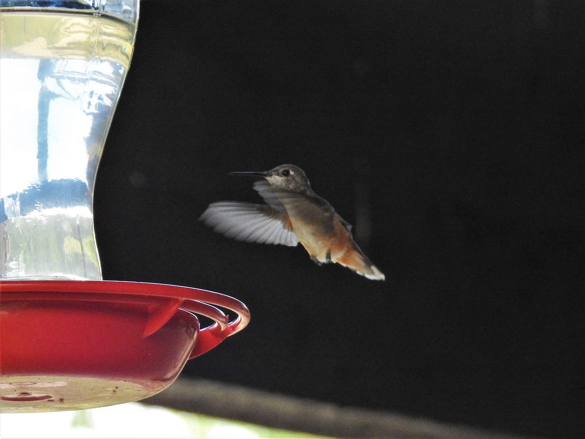 Colibrí Rufo - ML598346741