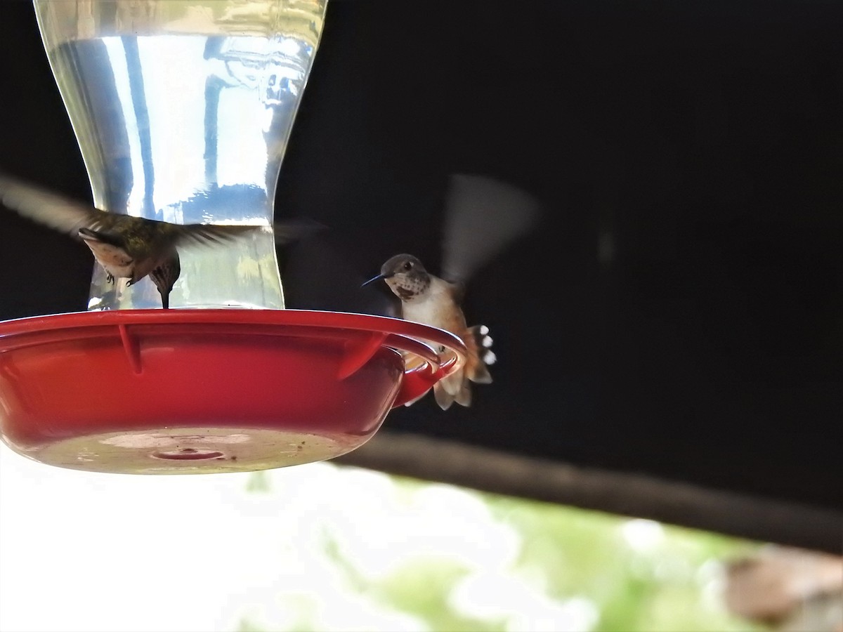 Colibrí Rufo - ML598346761