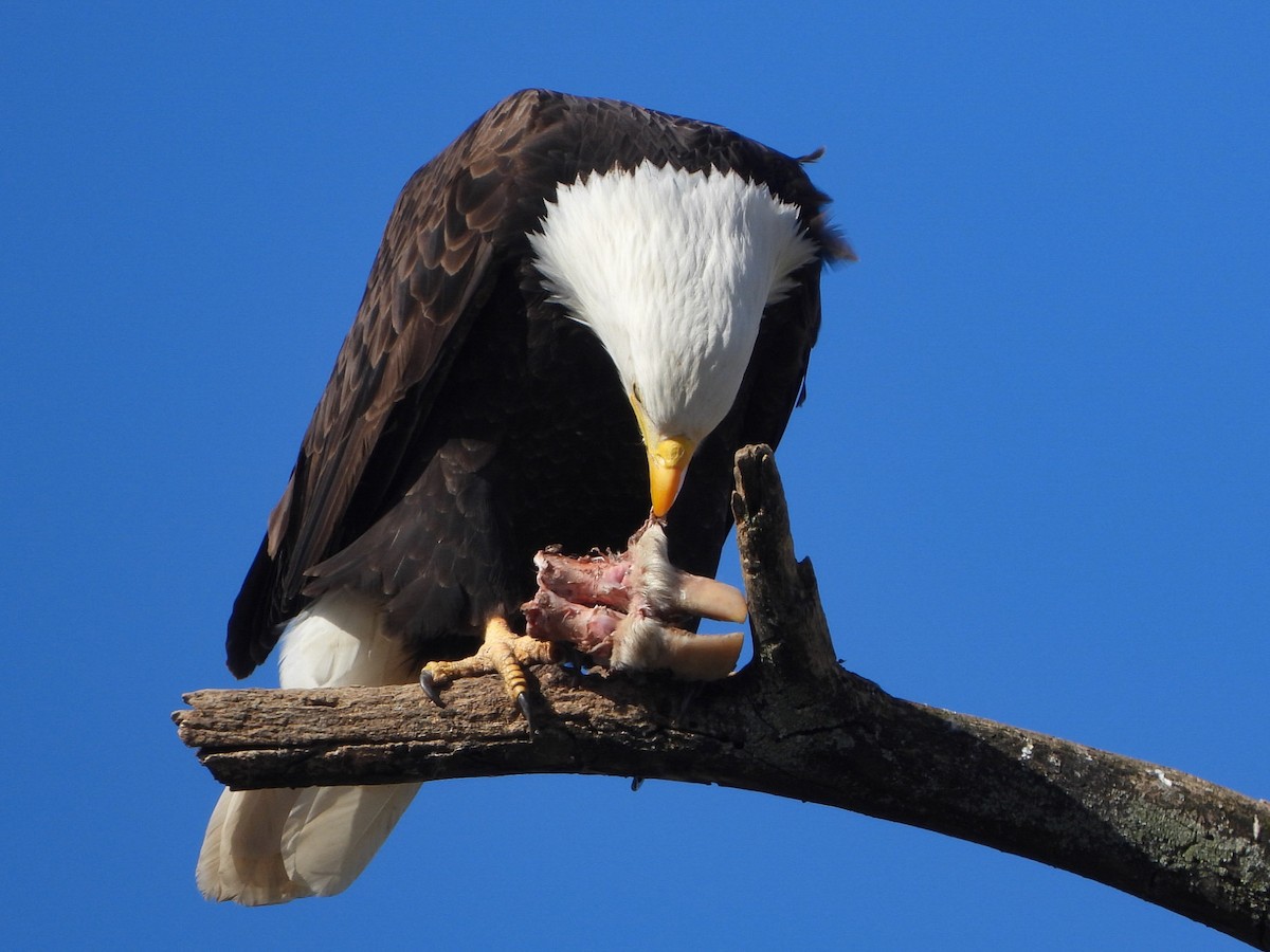 Bald Eagle - ML598346821