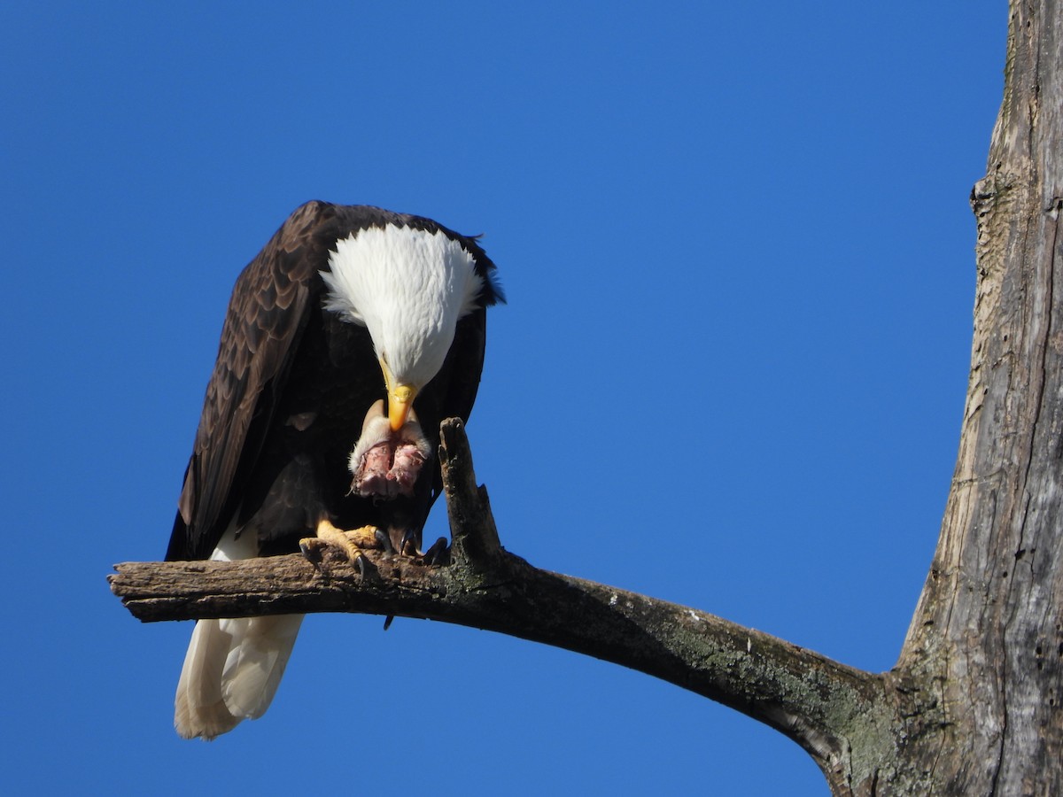 Bald Eagle - ML598346831