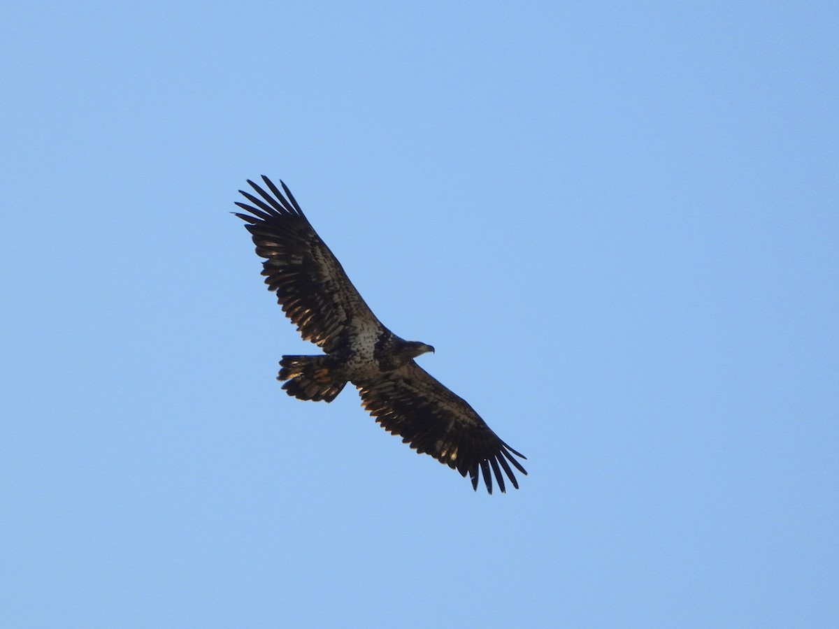 Bald Eagle - Justin Flint