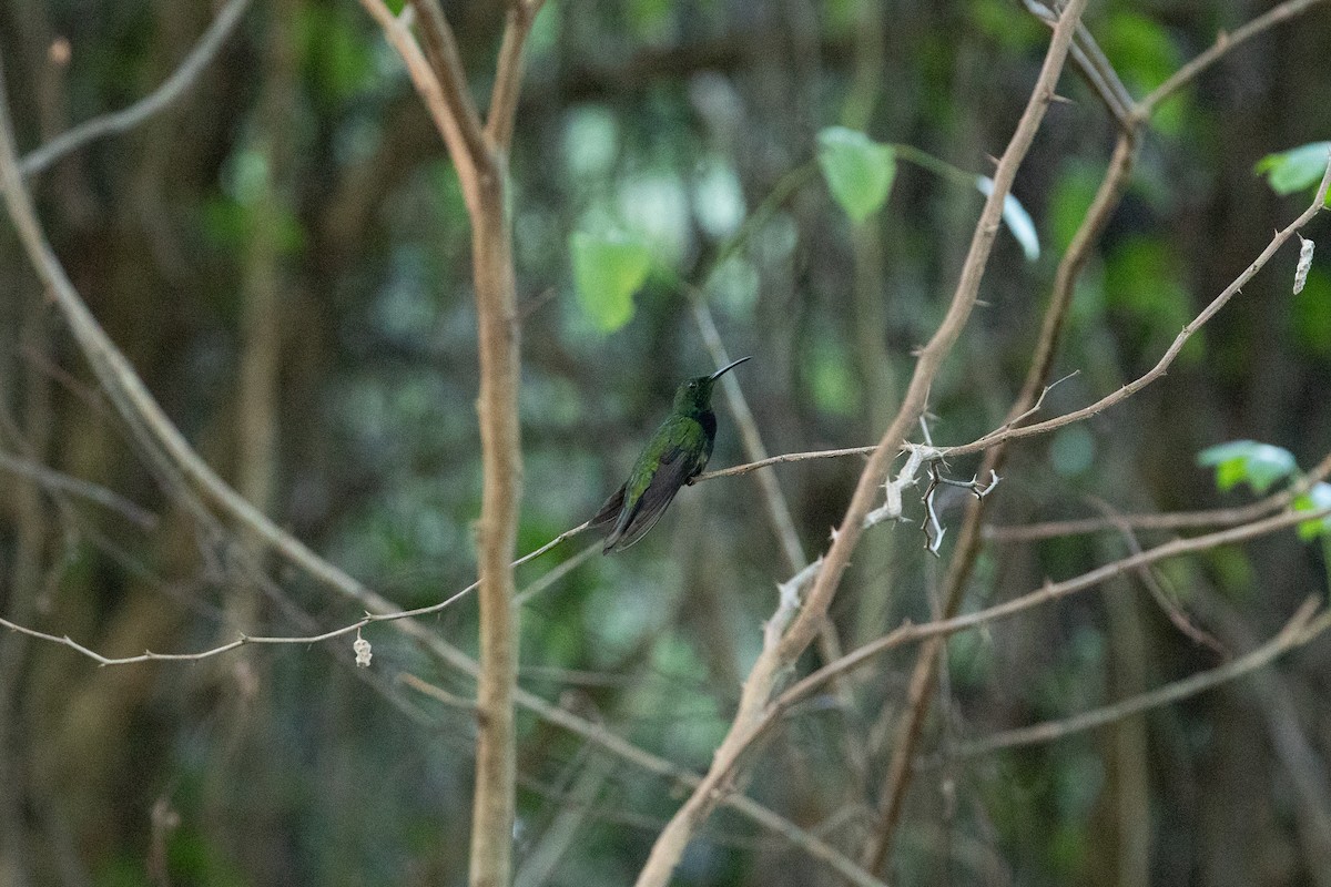 kolibřík haitský - ML598346911