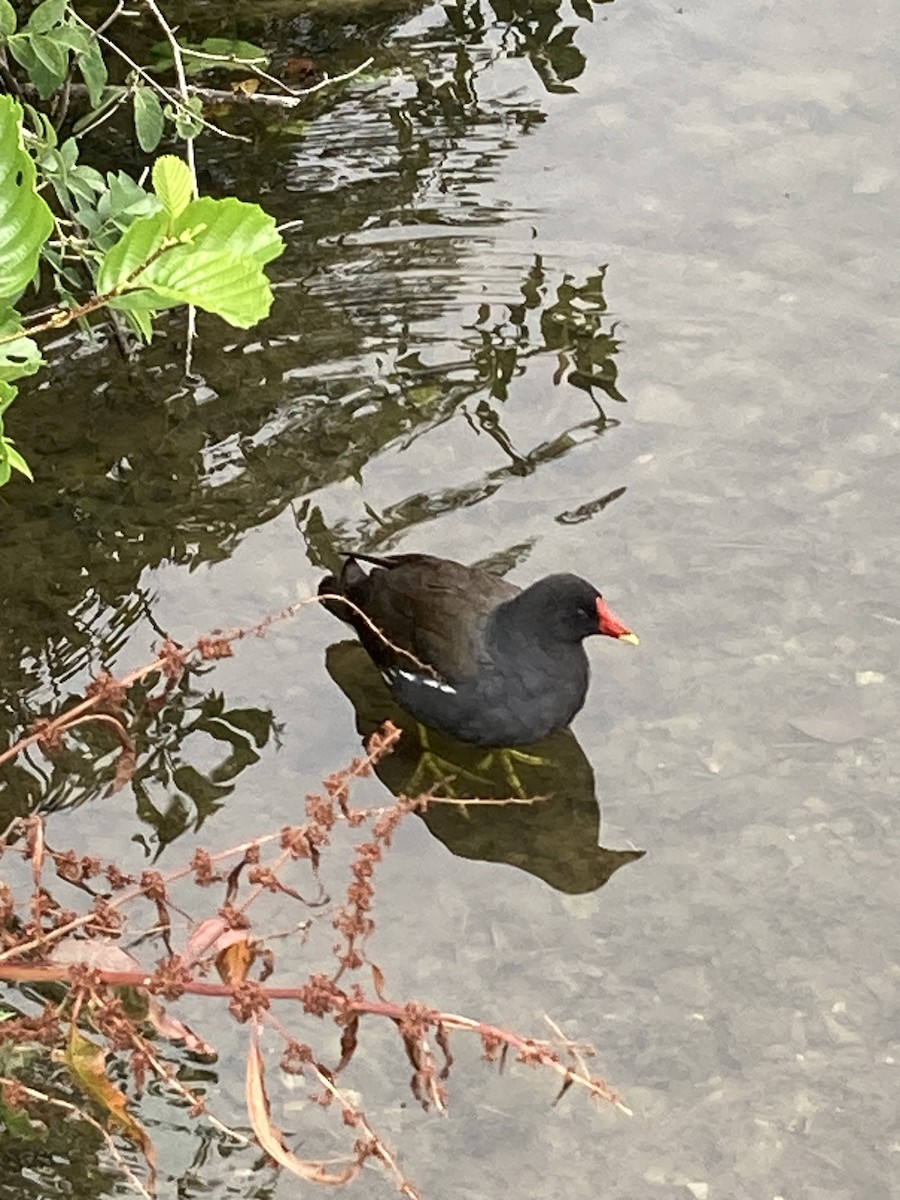 Eurasian Moorhen - ML598347011