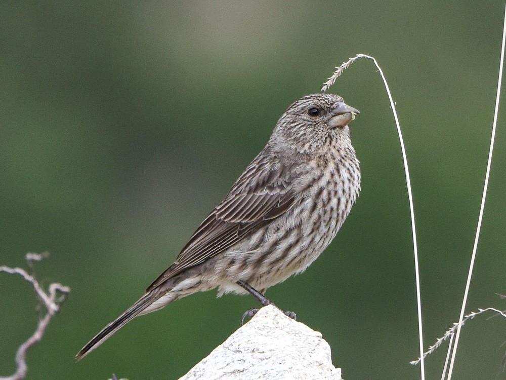 Himalayan Beautiful Rosefinch - Xueping & Stephan Popp