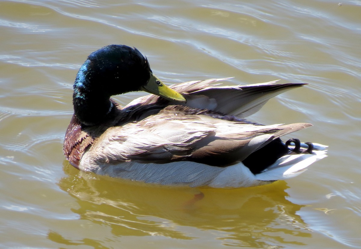 Mallard - Fran Kerbs