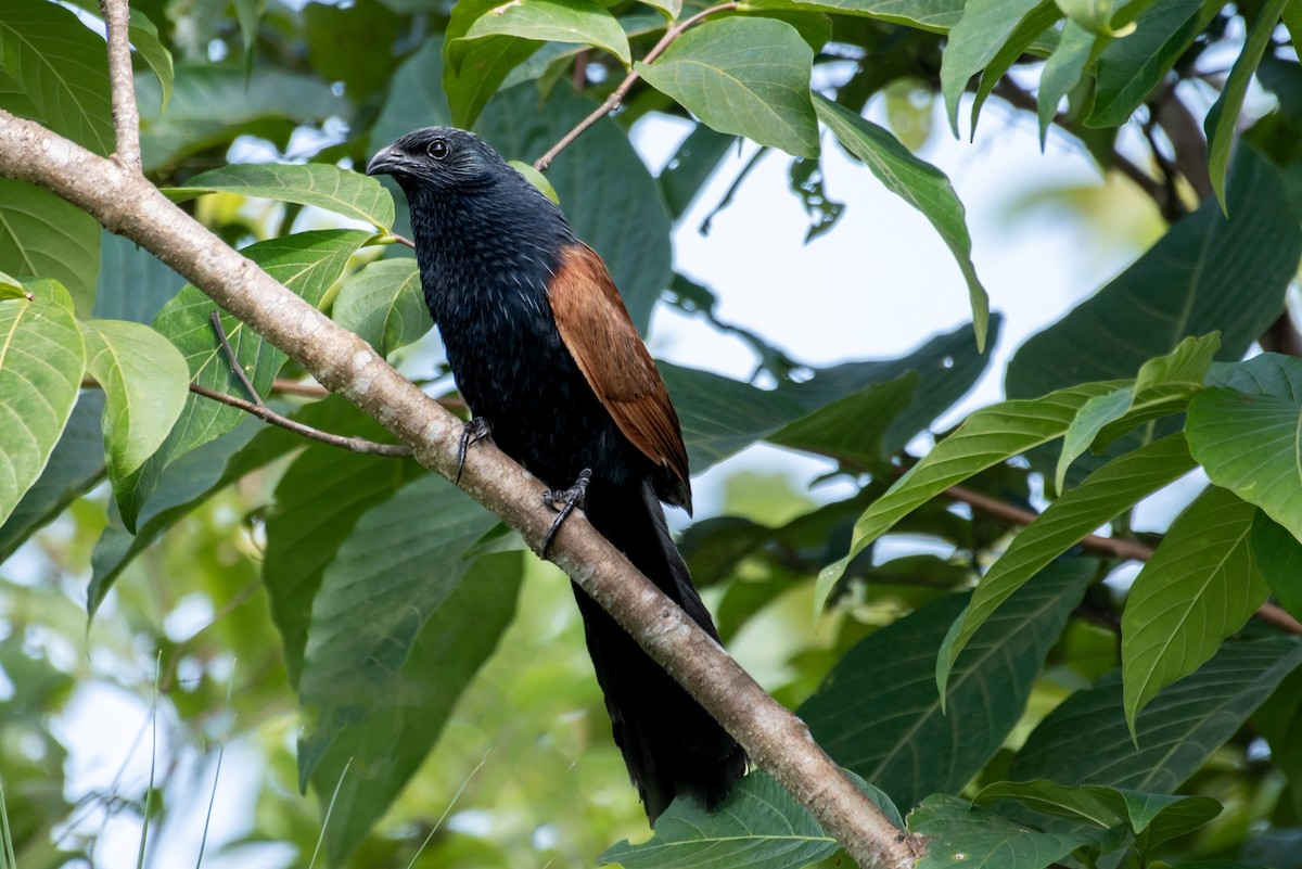 Lesser Coucal - ML598347471