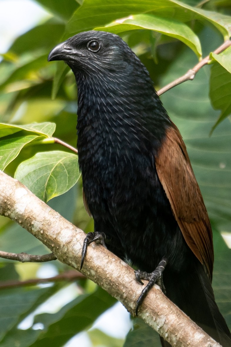 Lesser Coucal - ML598347481