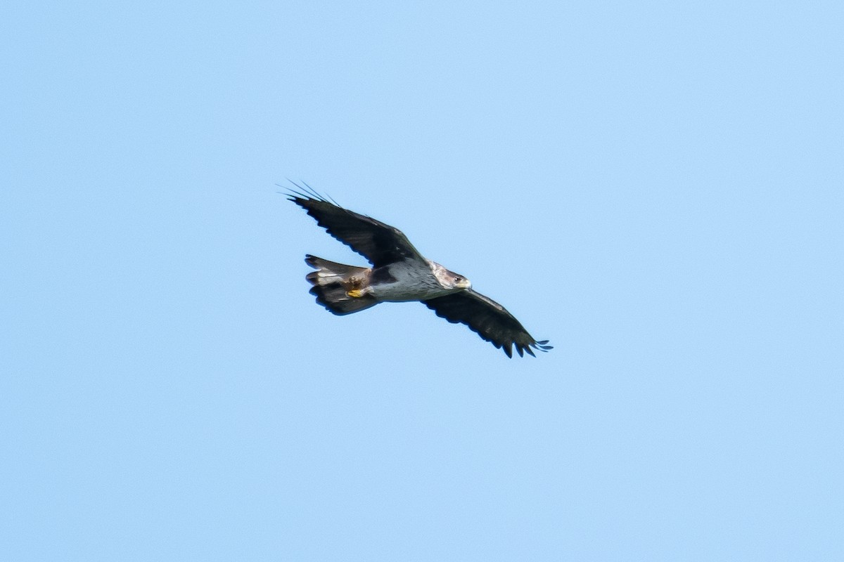 Aquila di Bonelli - ML598347491