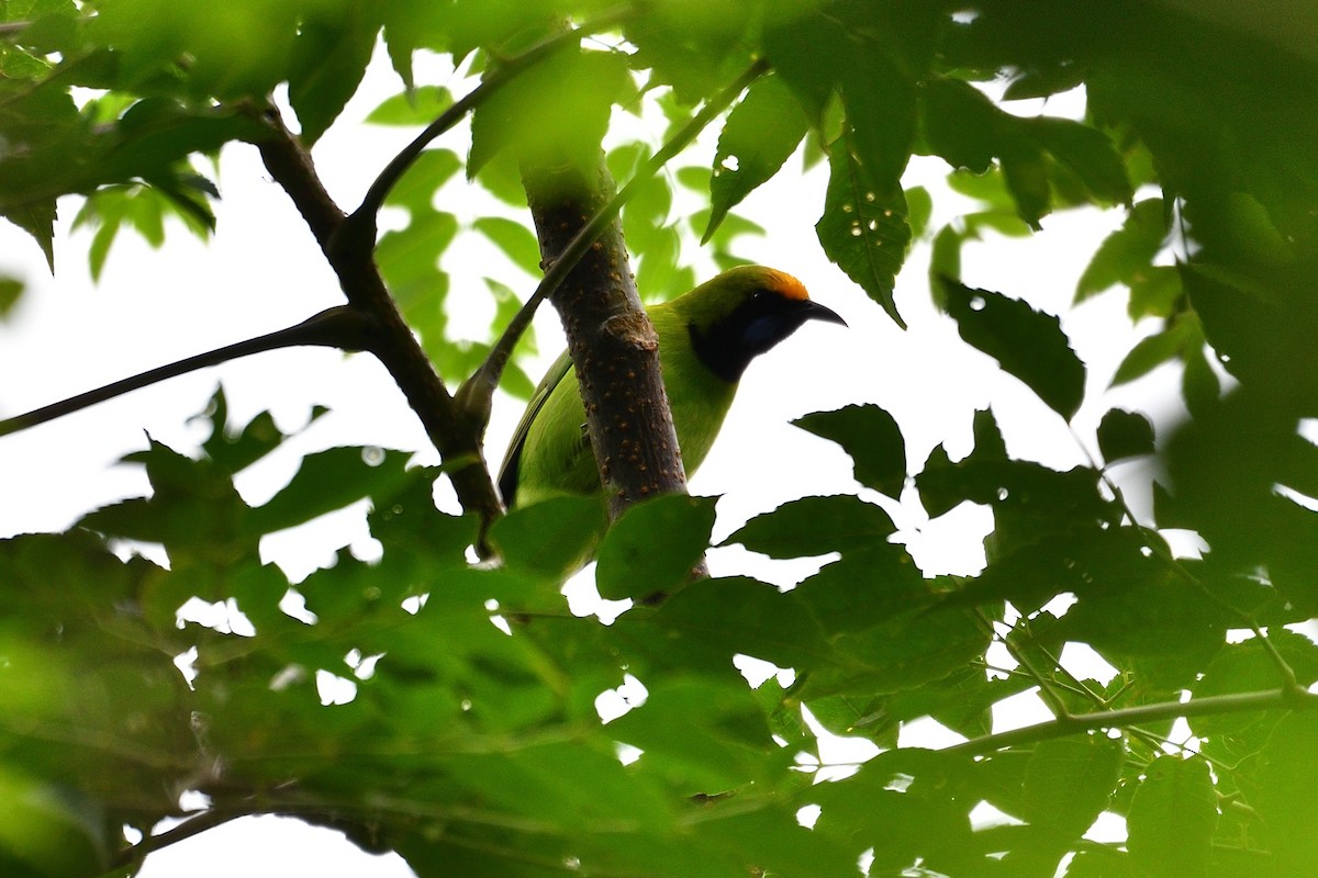 Golden-fronted Leafbird - ML598347541
