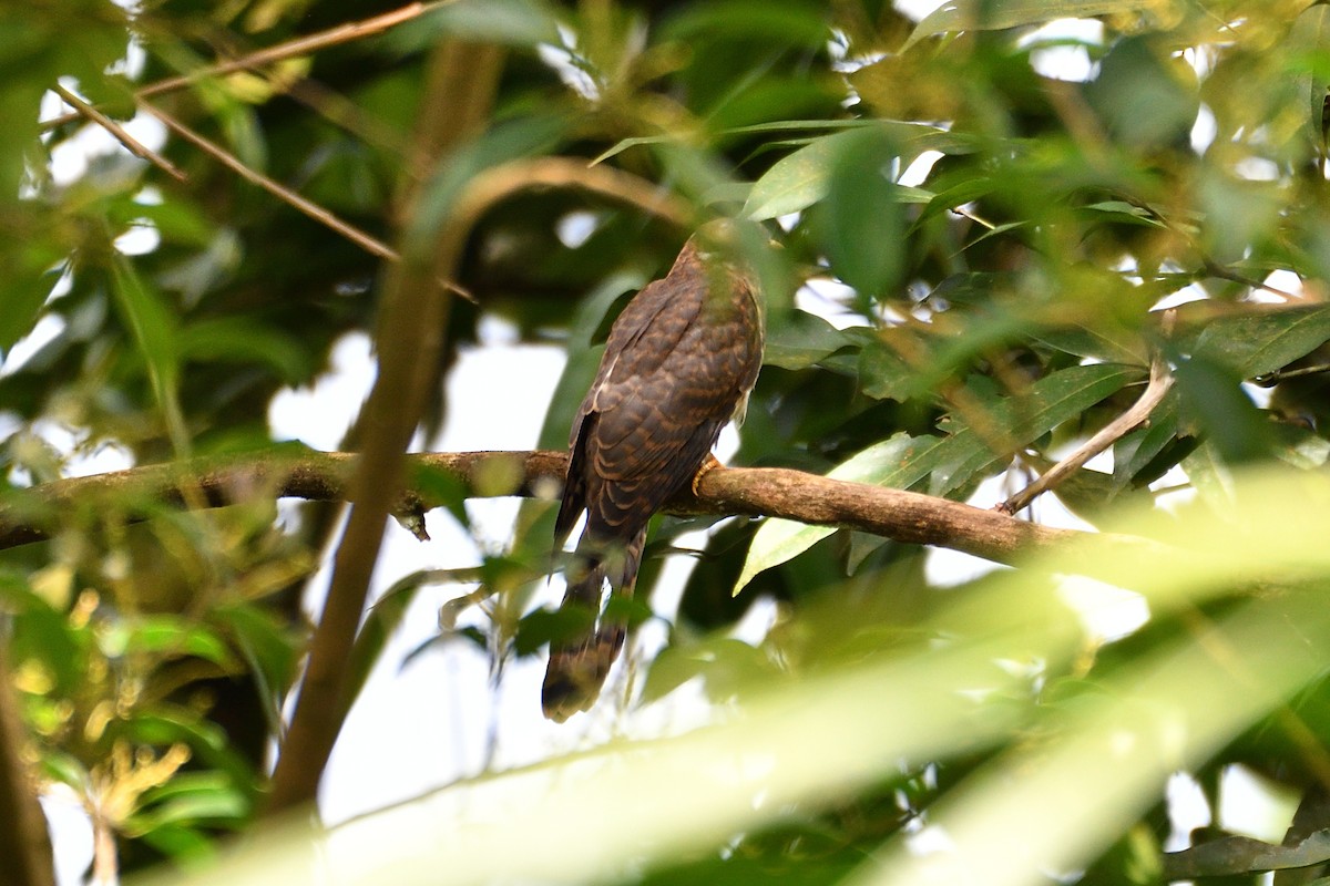 Common Hawk-Cuckoo - ML598347581