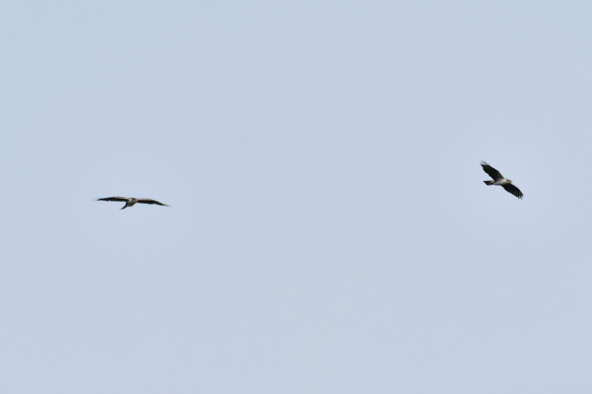 Aquila di Bonelli - ML598347781