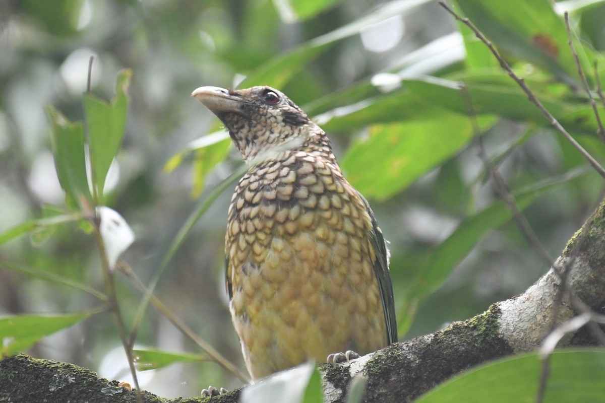 Black-eared Catbird - ML598347961