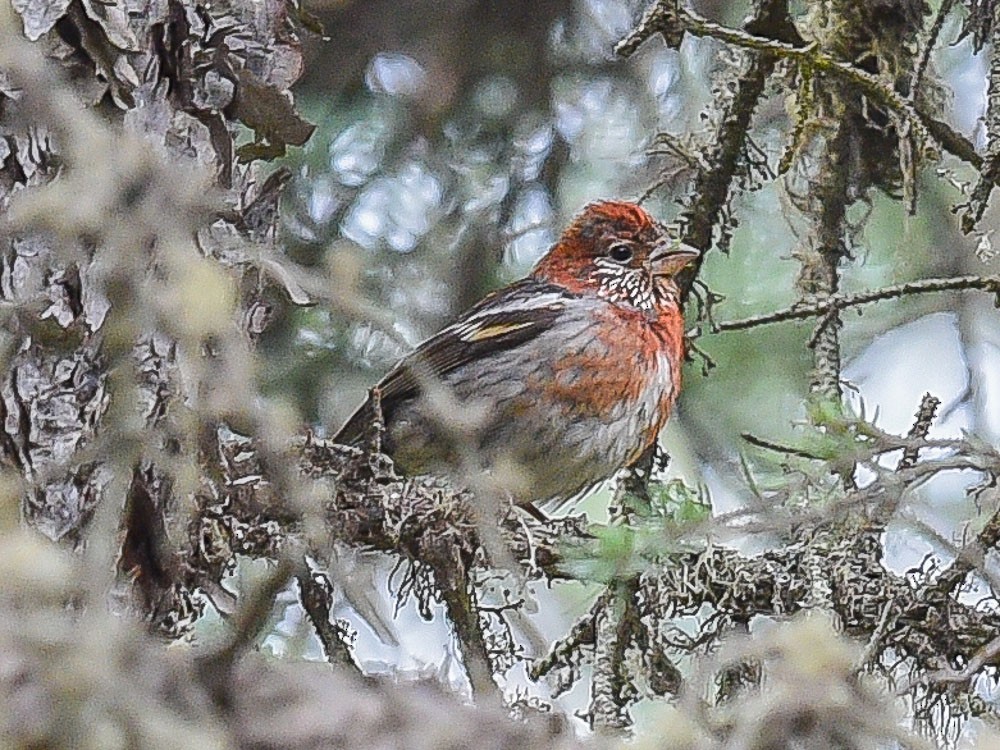 Three-banded Rosefinch - ML598348421