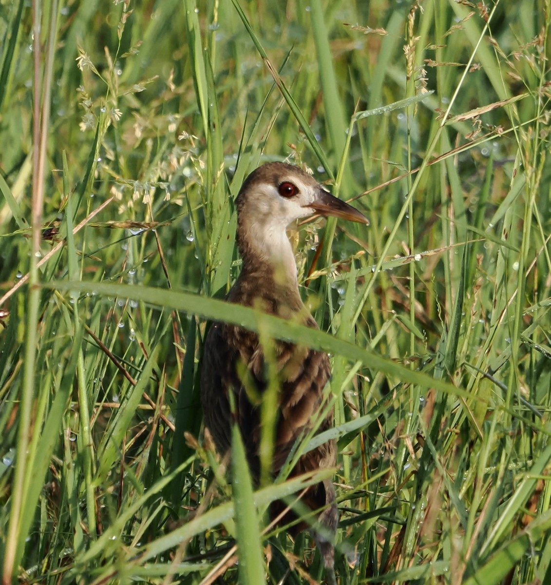 White-browed Crake - ML598348781