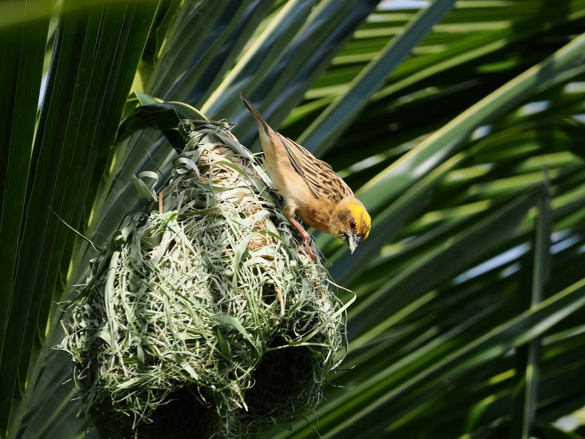 Baya Weaver - ML598348831