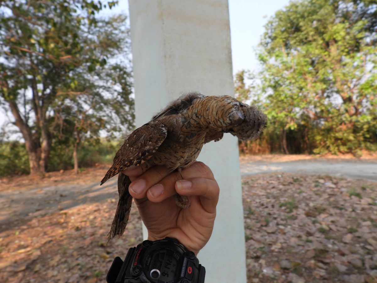 Eurasian Wryneck - ML598348881