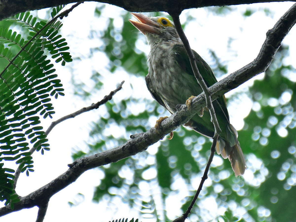 Lineated Barbet - ML598349161