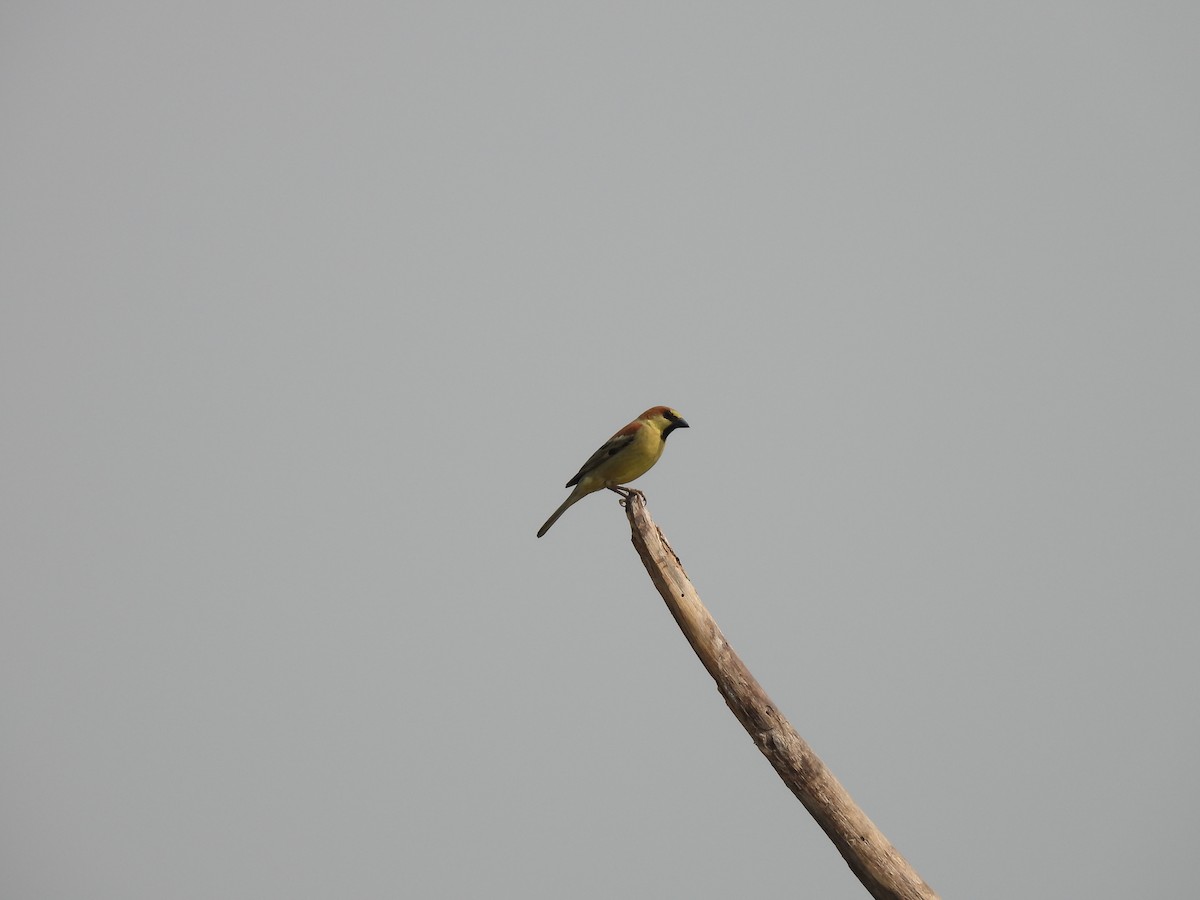 Plain-backed Sparrow - Thanaphat Klubchum