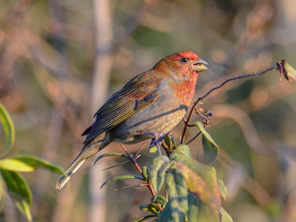 Crimson-browed Finch - ML598350421