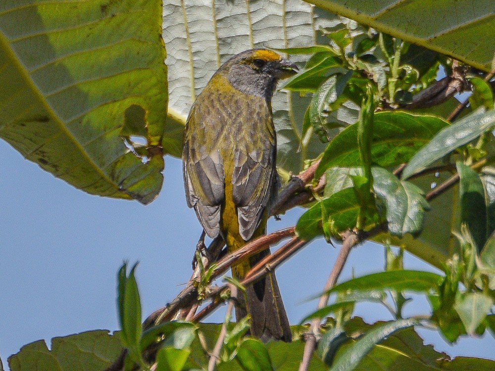 Crimson-browed Finch - ML598350541