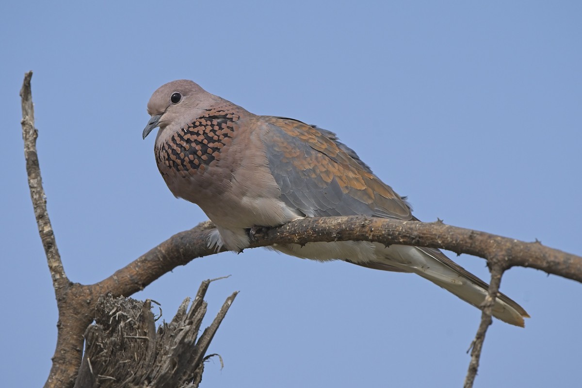 Laughing Dove - ML598351761
