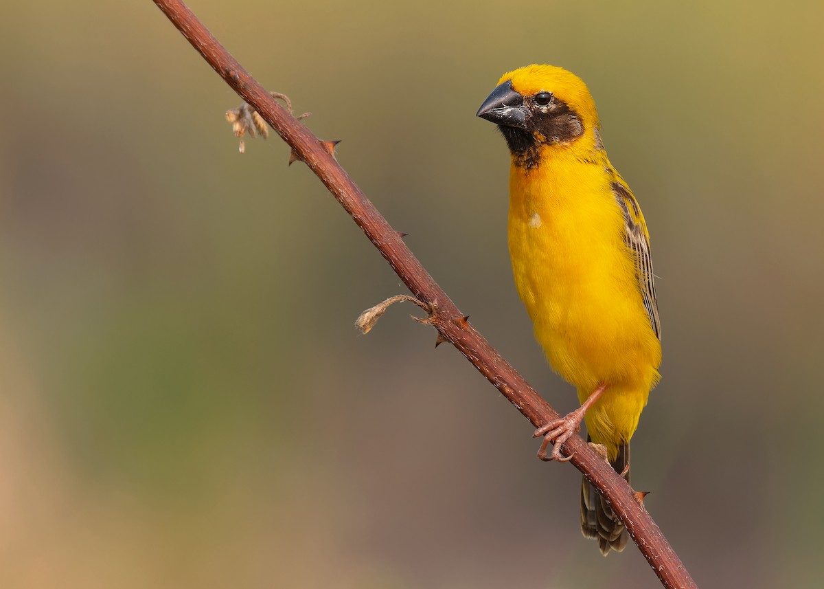 Asian Golden Weaver - ML598351991